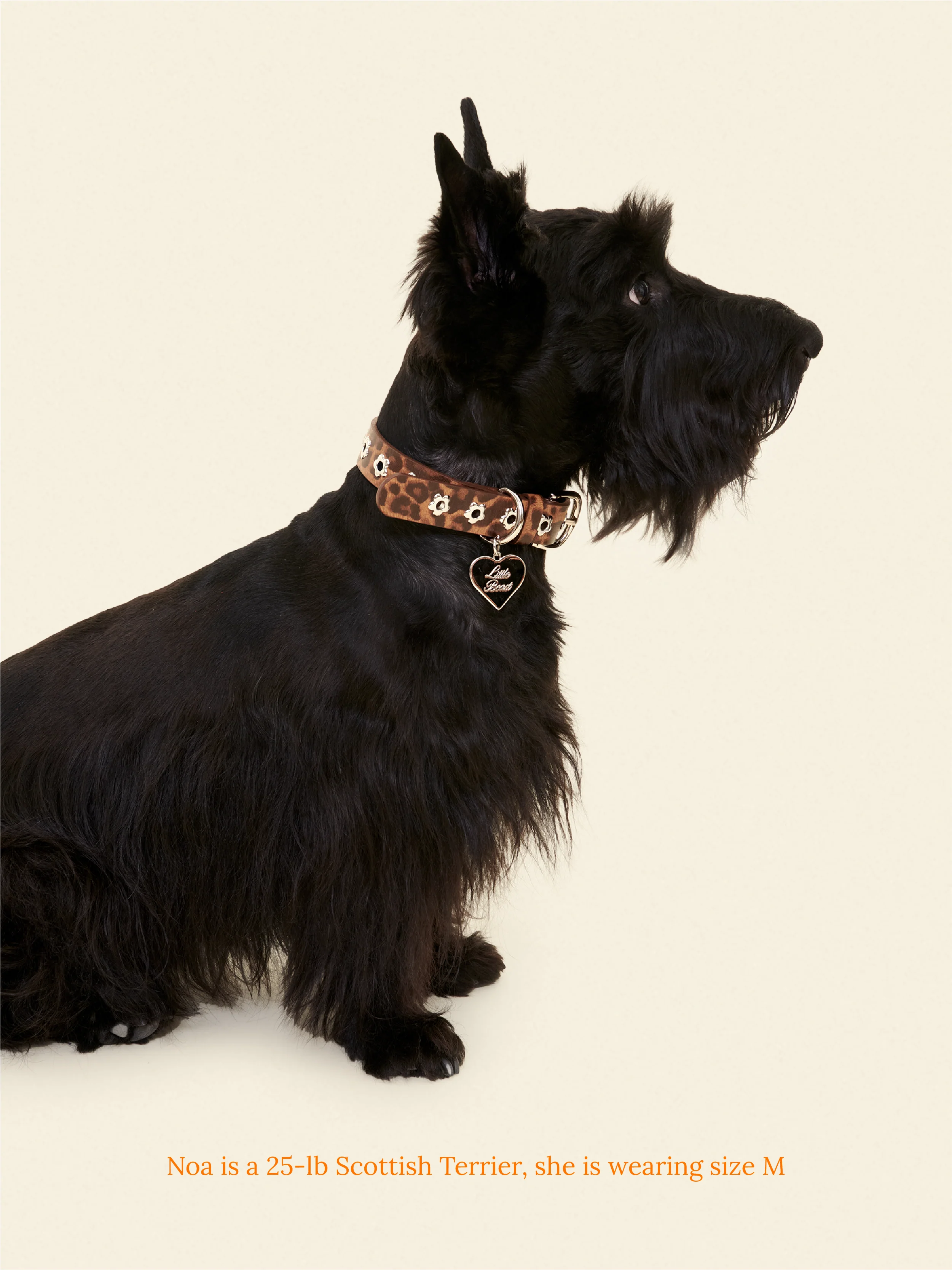 Cougar - Flower Power Collar