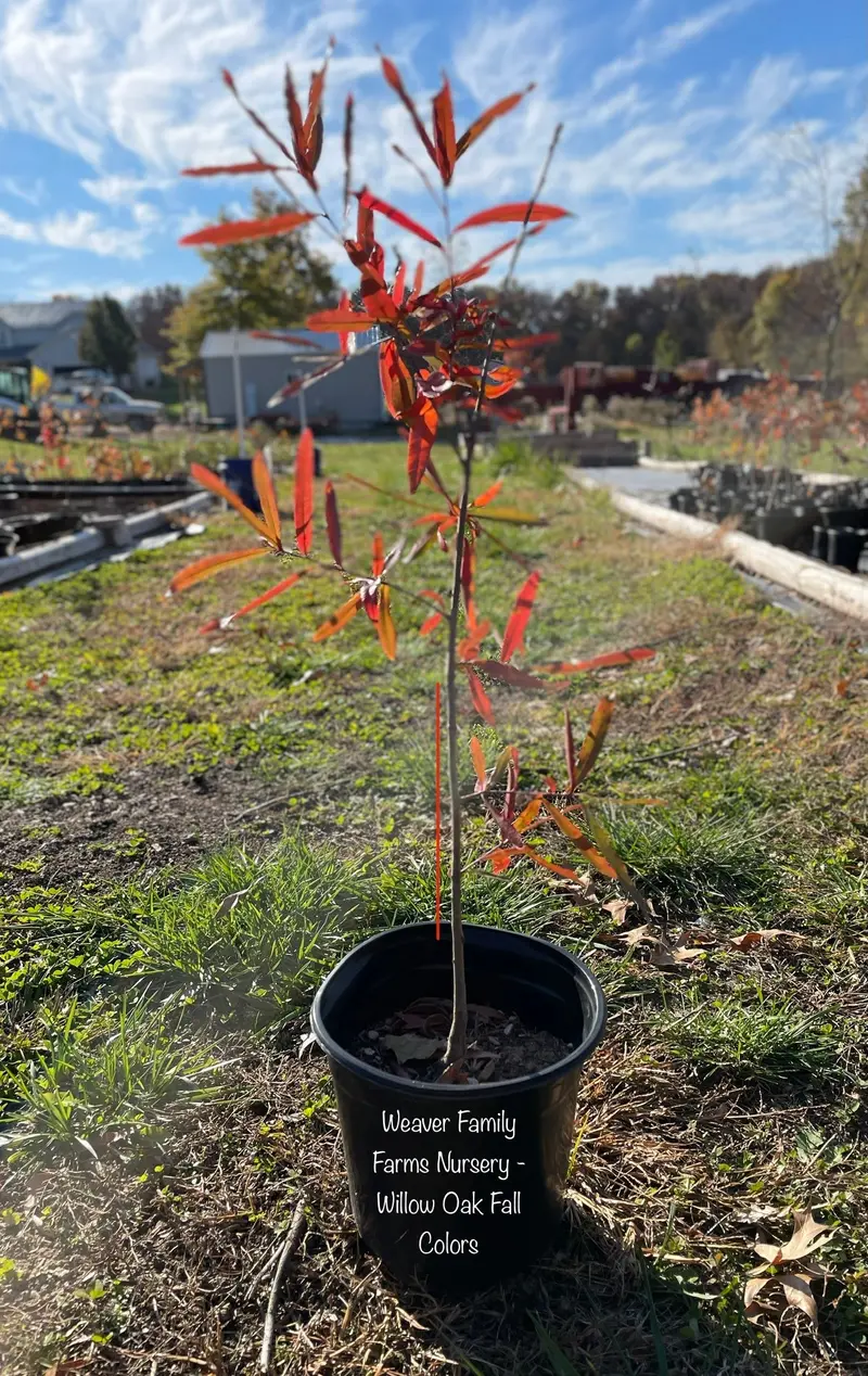 Willow Oak Tree Sapling – Native Shade Tree for Landscaping and Erosion Control
