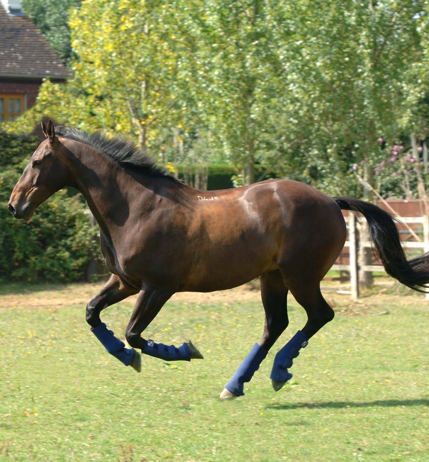Equilibrium Equi-Chaps Hardy Chaps