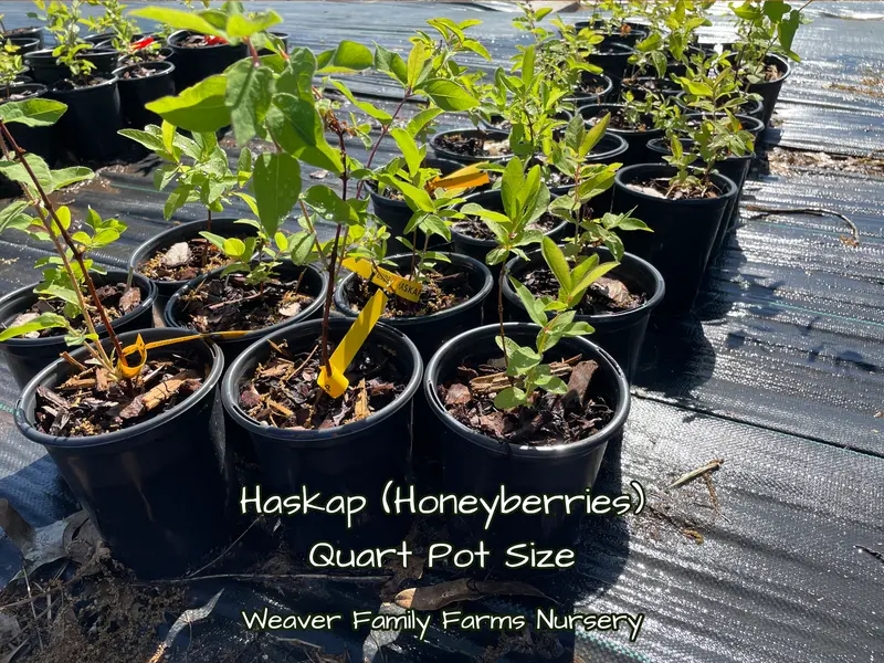 Tundra Haskap Bush – Early-Season Honeyberry Variety