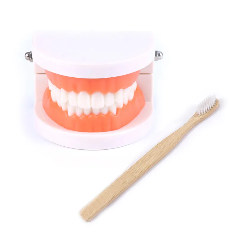 Montessori Educational Toys for Children Early Learning Kids Intelligence Brushing Tooth Teaching Aids