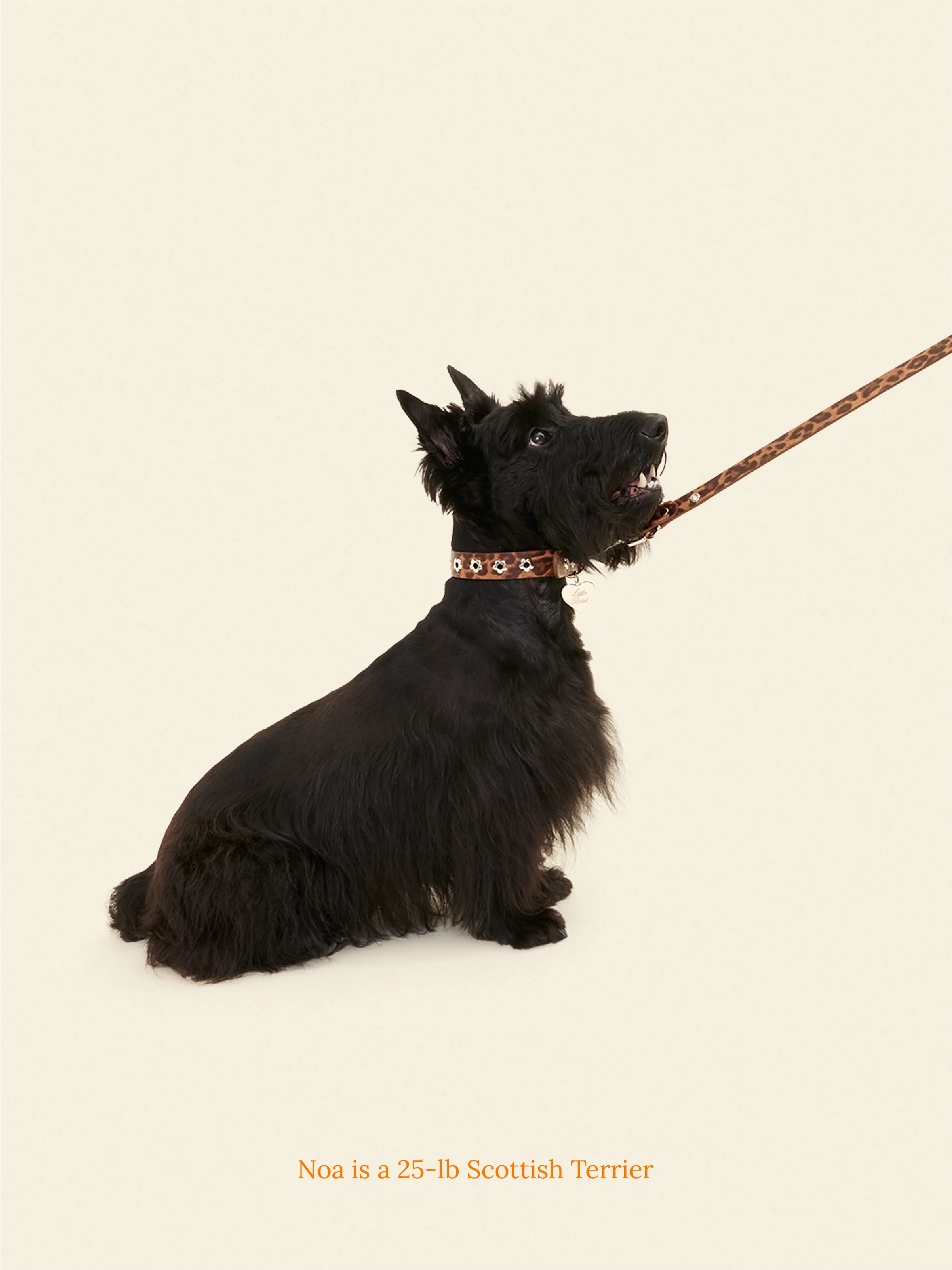 Hazel - Flower Power Leash