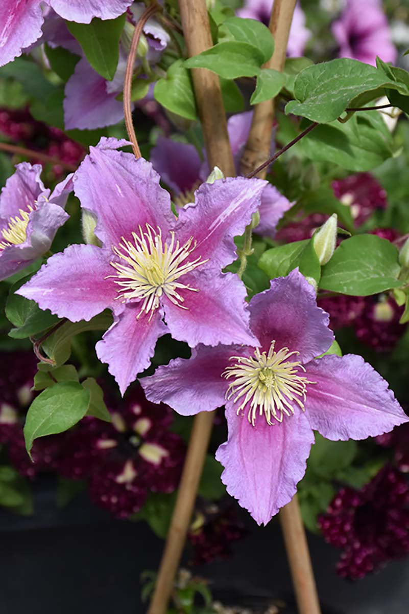 Piilu Clematis Vine – Heaviest Blooming Clematis – 2.5