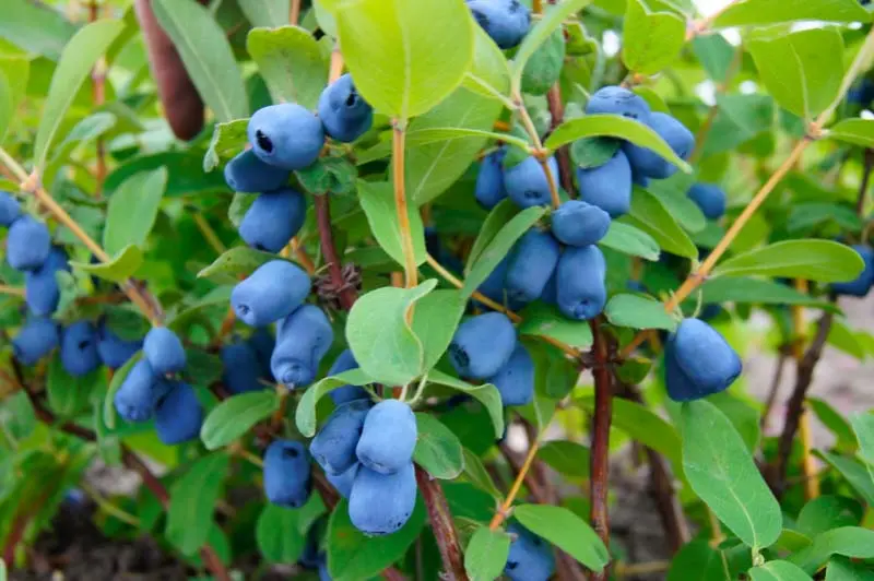 Tundra Haskap Bush – Early-Season Honeyberry Variety
