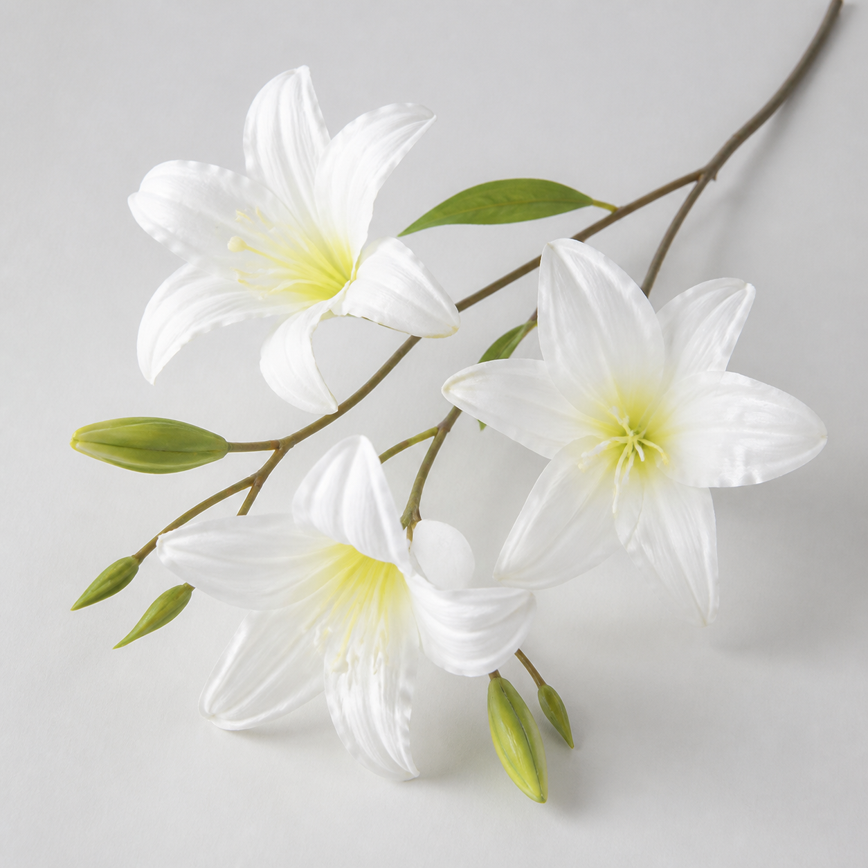 White daisies