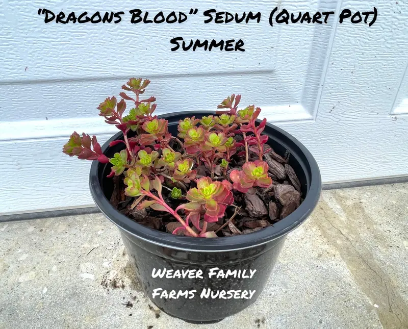 Sedum ‘Dragon’s Blood’ Stonecrop – Succulent Ground Cover with Ruby-Red Foliage and Pink Flowers