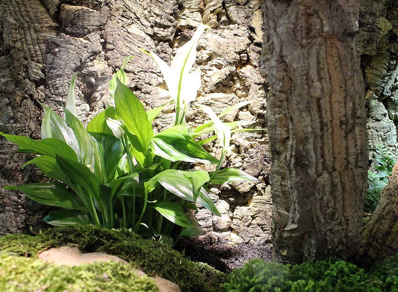 Lucky Reptile KBG-6 Rough Cork Background, 60 x 30 cm