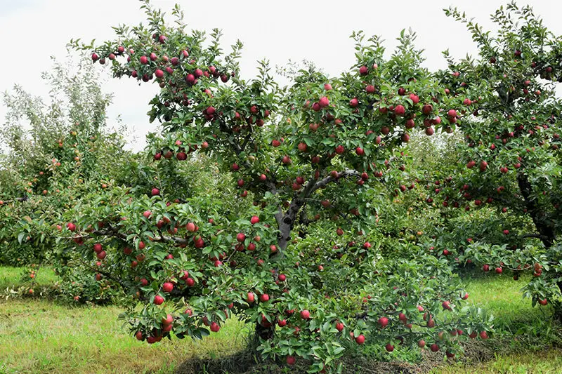 Red Delicious Apple Tree – Sweet Crisp Cultivar