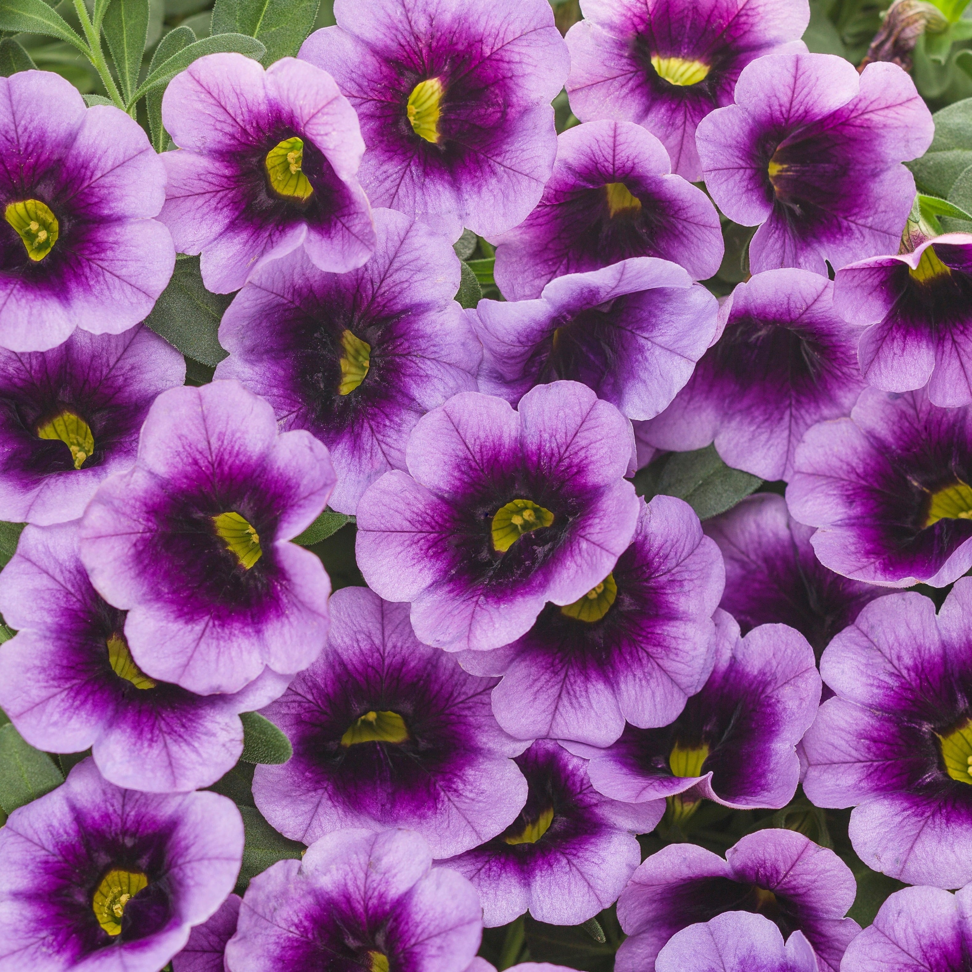 4.25 in. Eco+Grande, Superbells Blue Moon Punch (Calibrachoa) Live Plant Purple and Yellow Flowers (4-Pack)