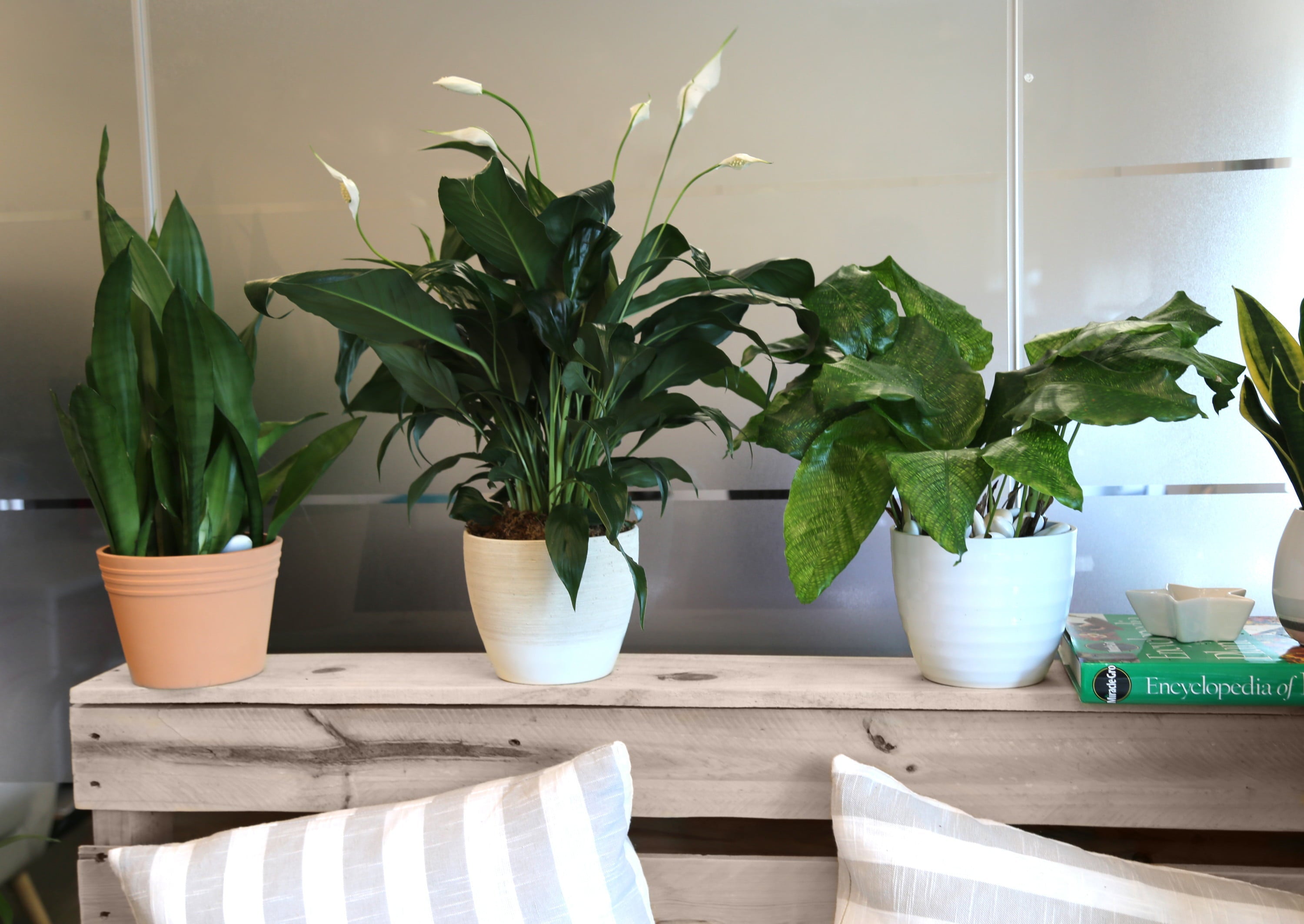 Costa Farms Live Indoor 15in. Tall White Peace Lily; Bright, Indirect Sunlight Plant in 6in. Grower Pot