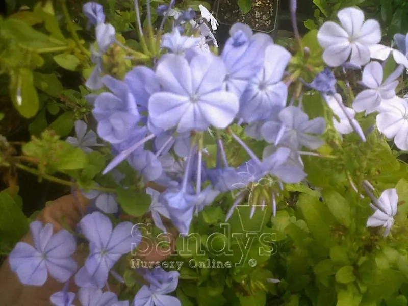 Plumbago Auriculata Perennial Shrub, Imperial Blue Flower, Gallon Pot