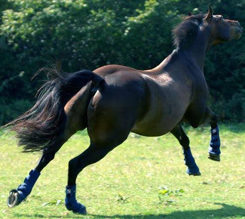 Equilibrium Equi-Chaps Hardy Chaps