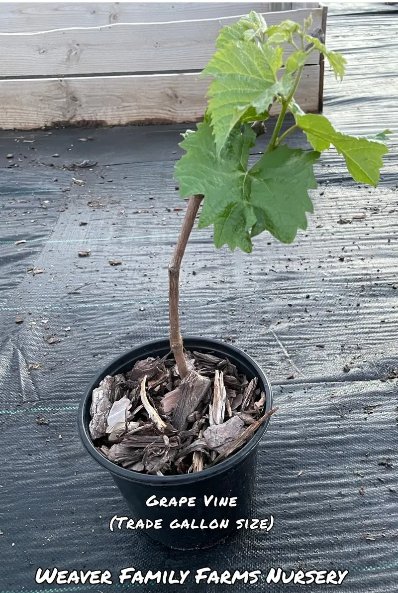 Seedless Concord Grape Vine – Juicy Blue Table Grape