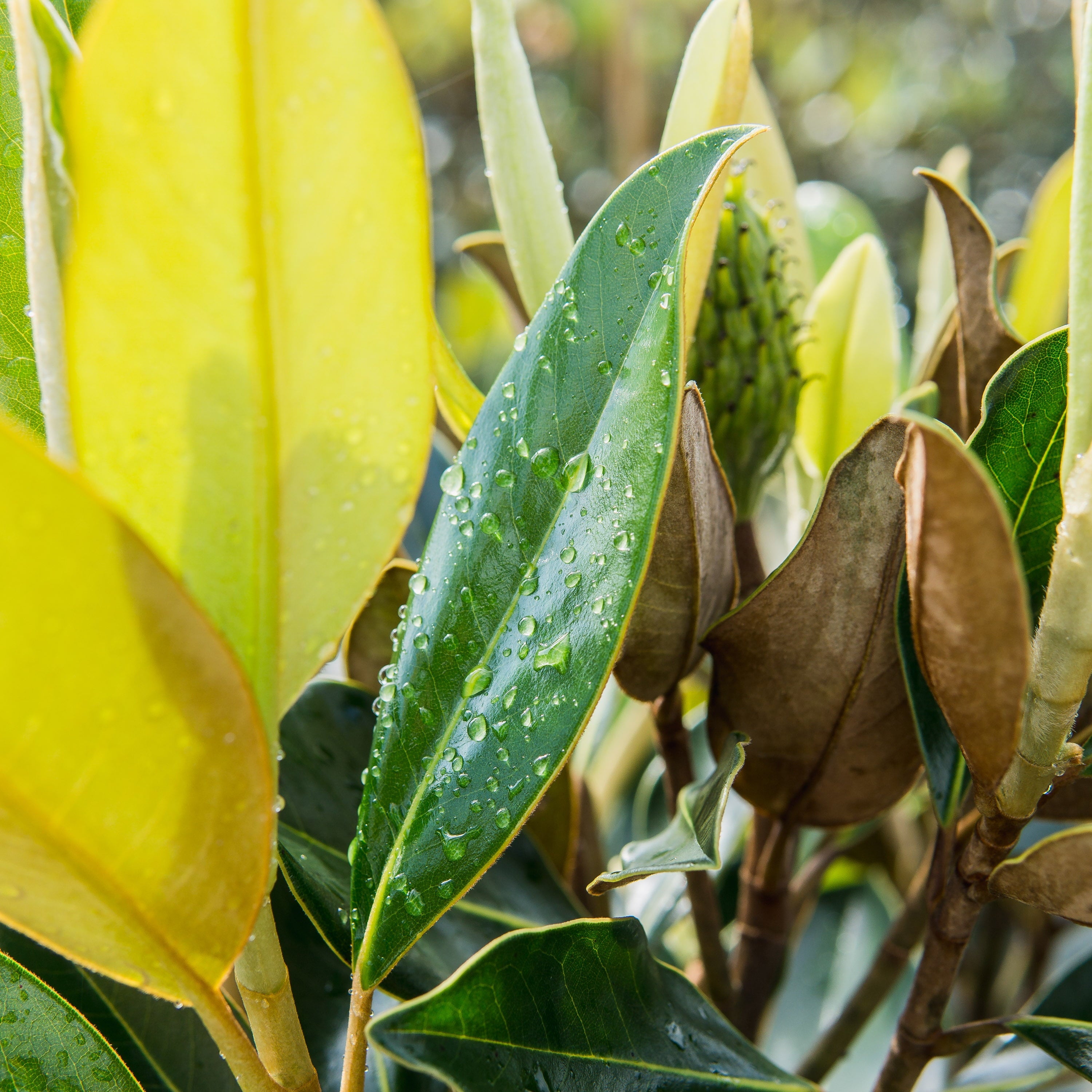 3 Gal. Little Gem Magnolia – Fragrant White Flowers – Attractive Evergreen Foliage