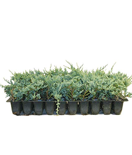 Blue Rug Juniper Qty 10 Live 2