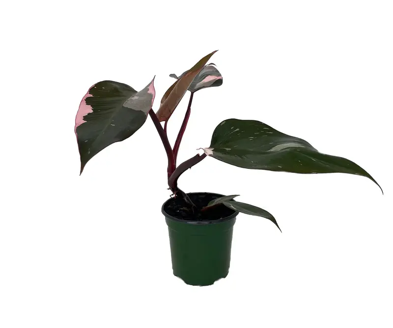 Rare Pink Princess Philodendron – 4