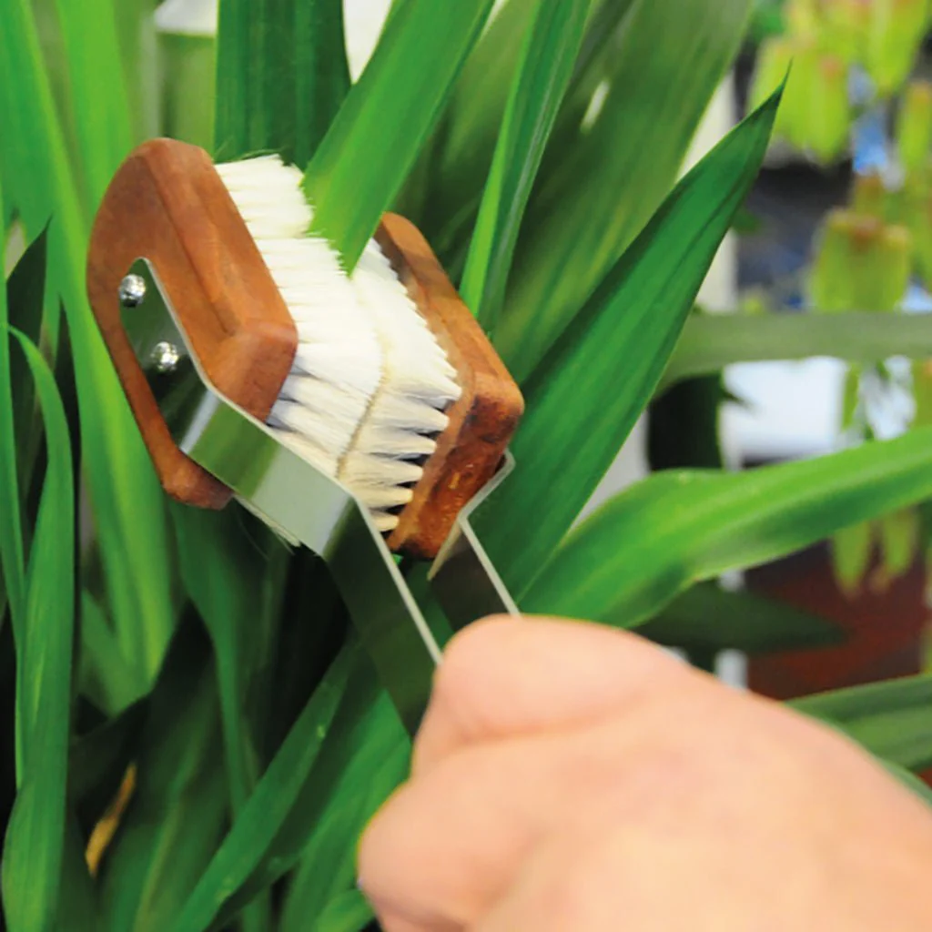 Plant Brush