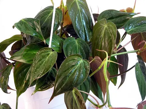 Rare Velvet Leaf Bronze Micans Vine – Philodendron – Easy to Grow – 4