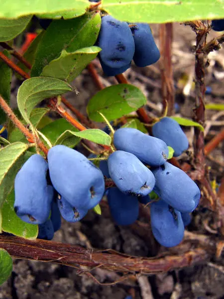 Tundra Haskap Bush – Early-Season Honeyberry Variety