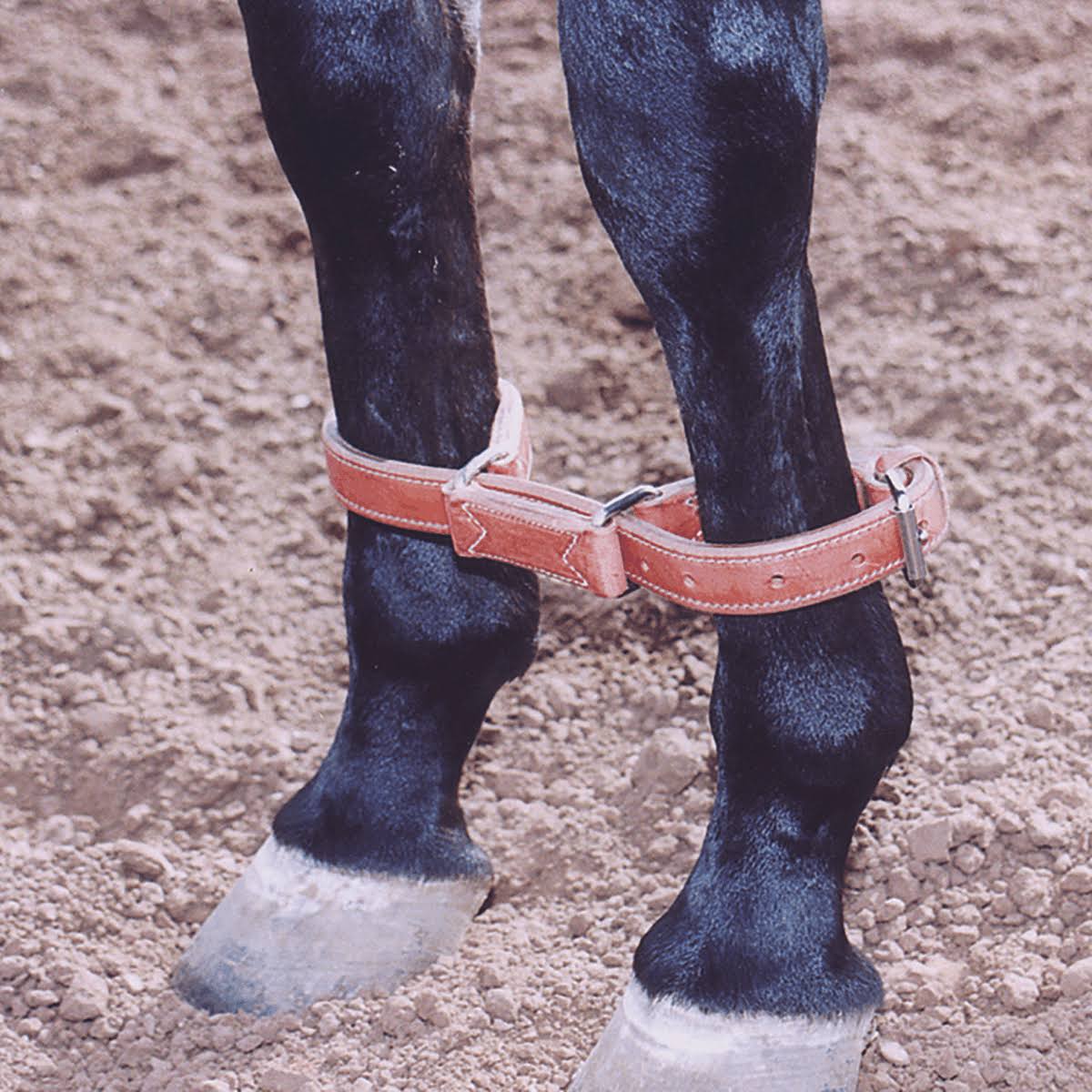 Martin Harness Leather Hobbles - Long