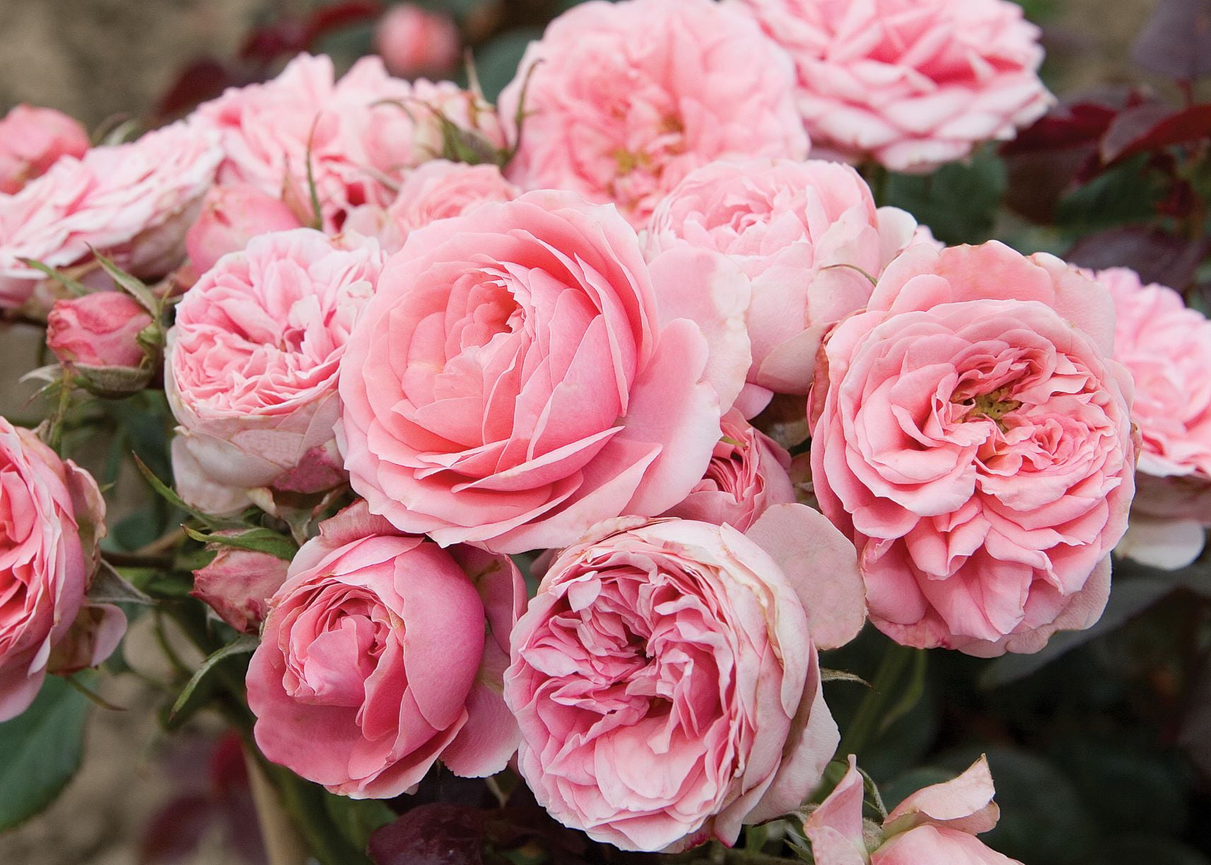 Bareroot Sunblaze? Sweet Miniature Rose with Light Pink Flowers - Live Plants - 2 Piece