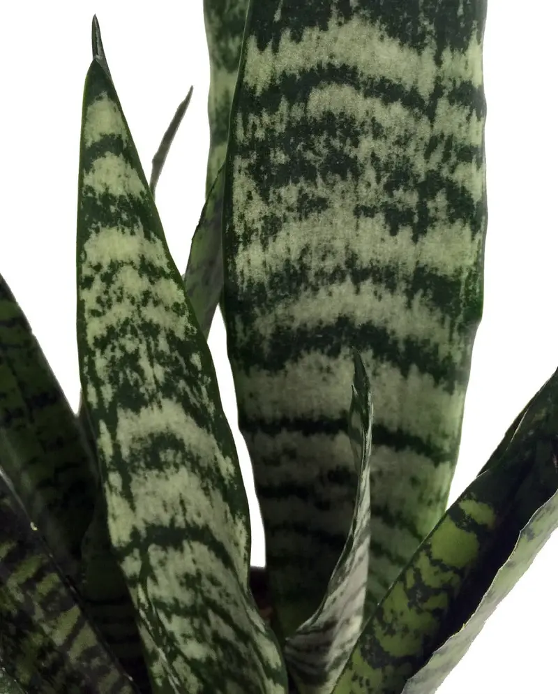 Zeylanica Snake Plant, Mother-In-Law’s Tongue – Sanseveria – 2 Plants – 3