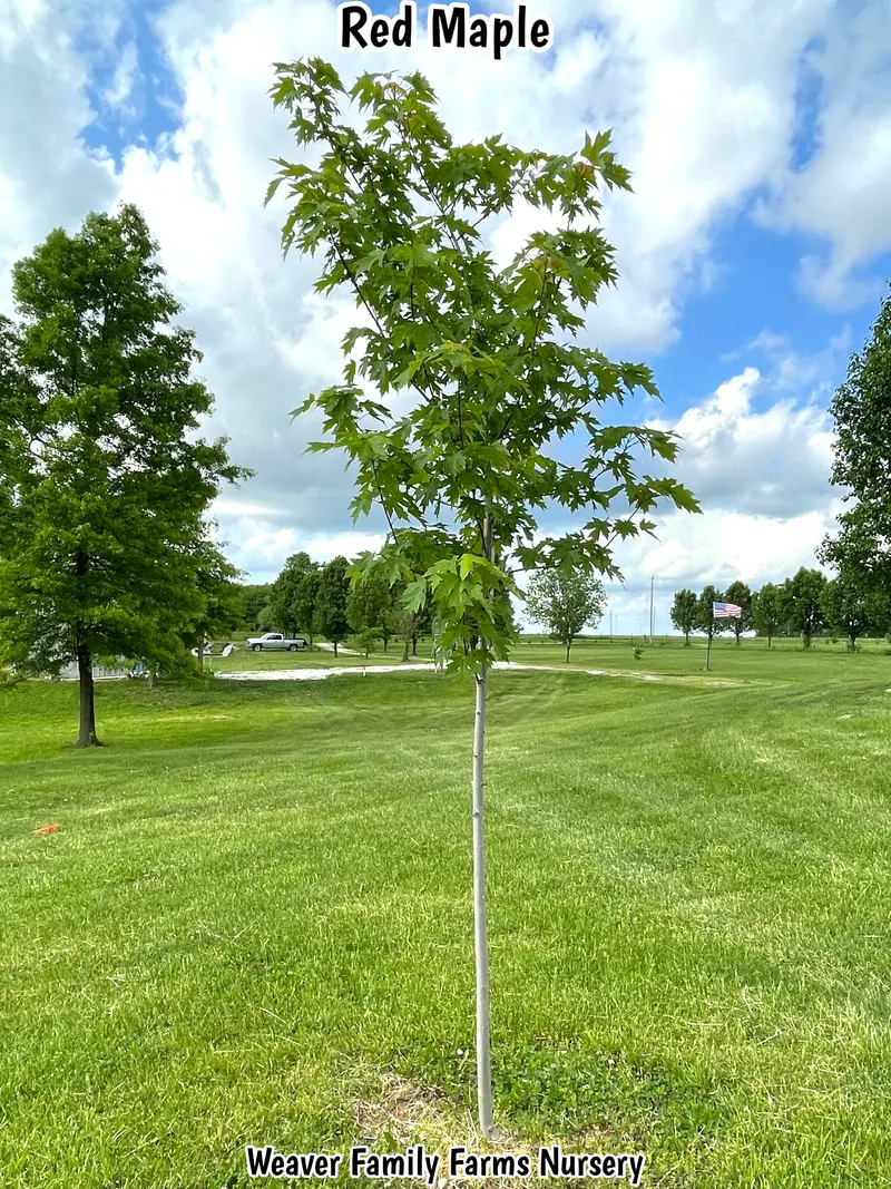 Red Maple – Adaptable Native Tree with Early Spring Flowers