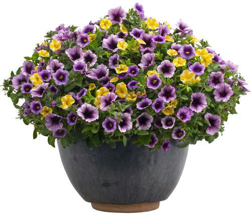 4.25 in. Eco+Grande, Superbells Blue Moon Punch (Calibrachoa) Live Plant Purple and Yellow Flowers (4-Pack)