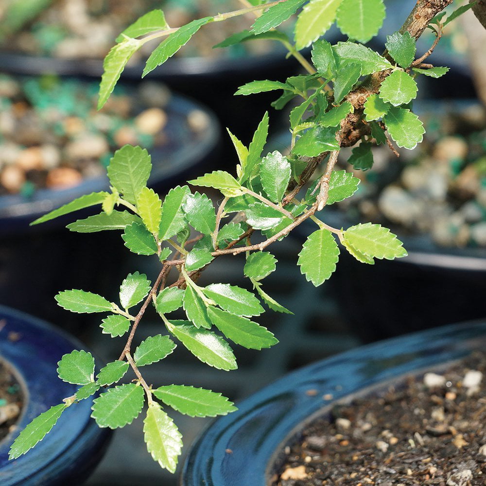 Brussel’s Chinese Elm Bonsai – X Large – (Outdoor)