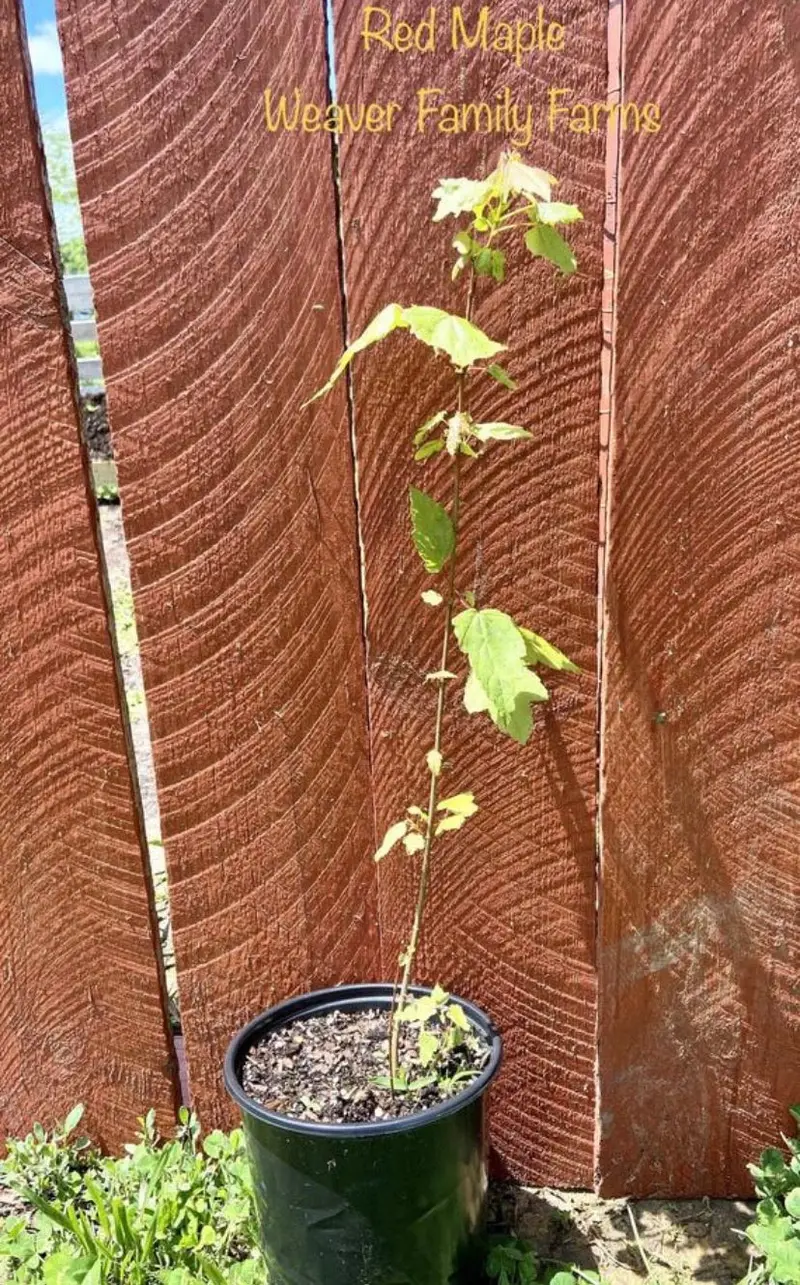 Red Maple – Adaptable Native Tree with Early Spring Flowers