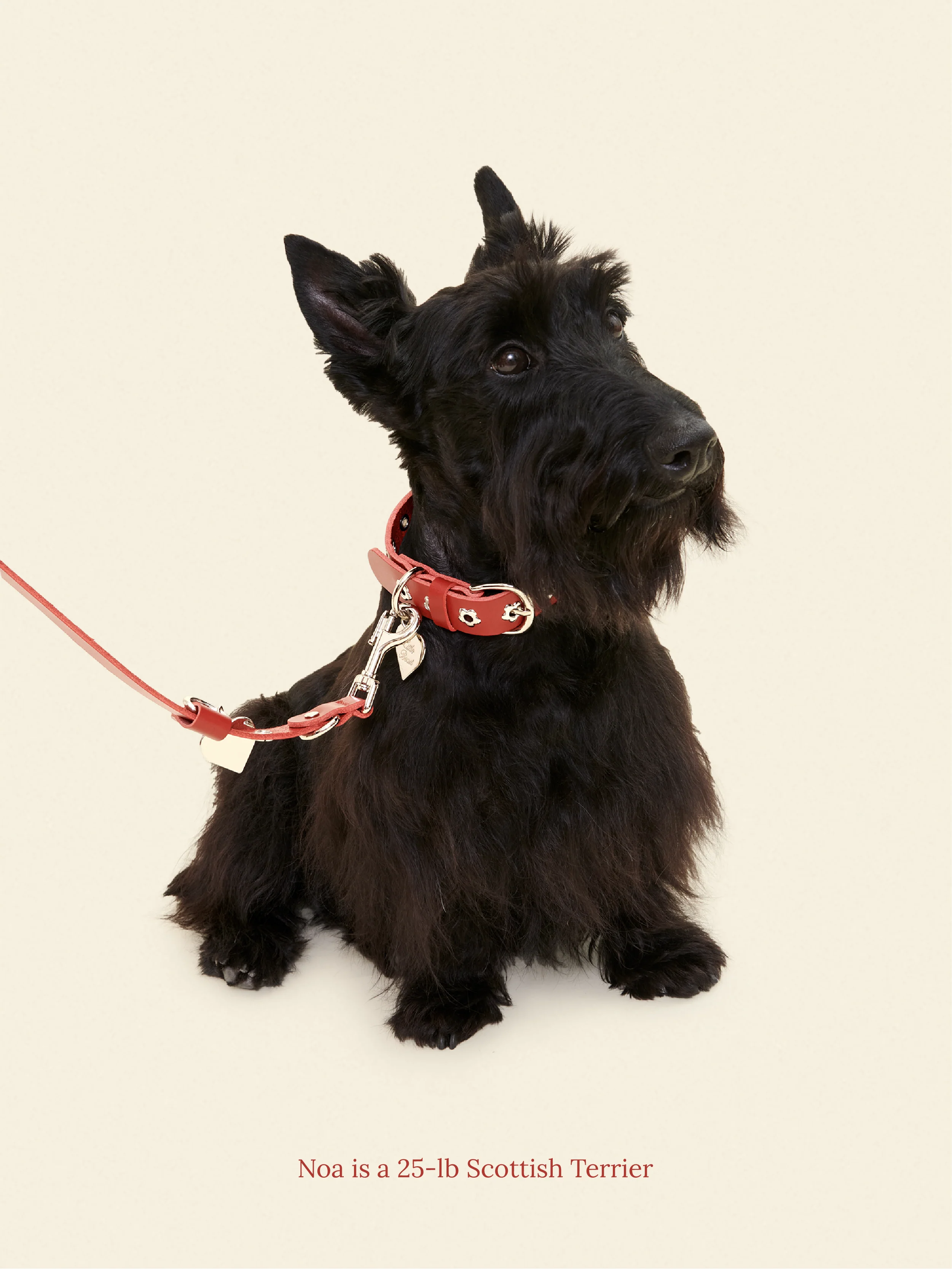 Ruby - Flower Power Leash