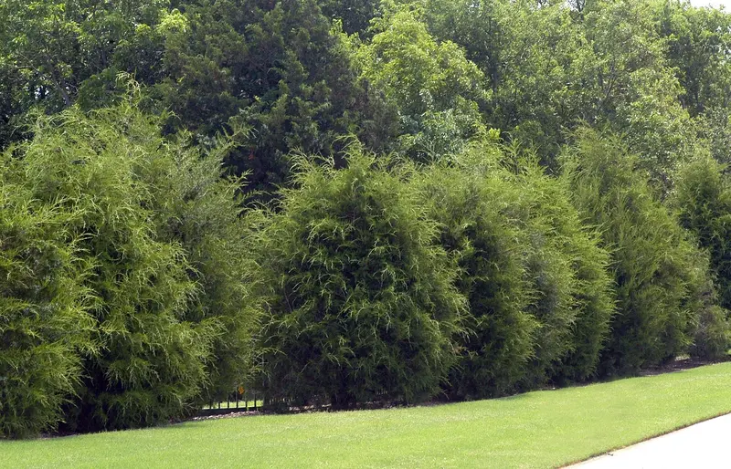 Tulip Poplar – Tall, Fast-Growing Native Tree with Distinctive Flowers