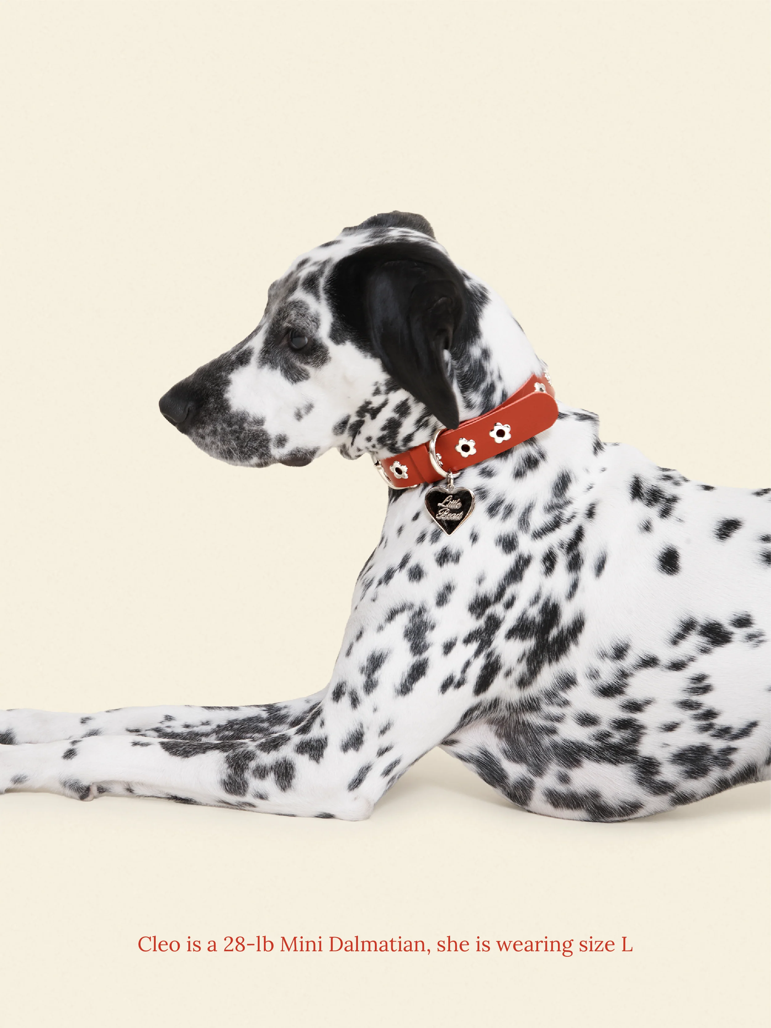 Ruby - Flower Power Collar