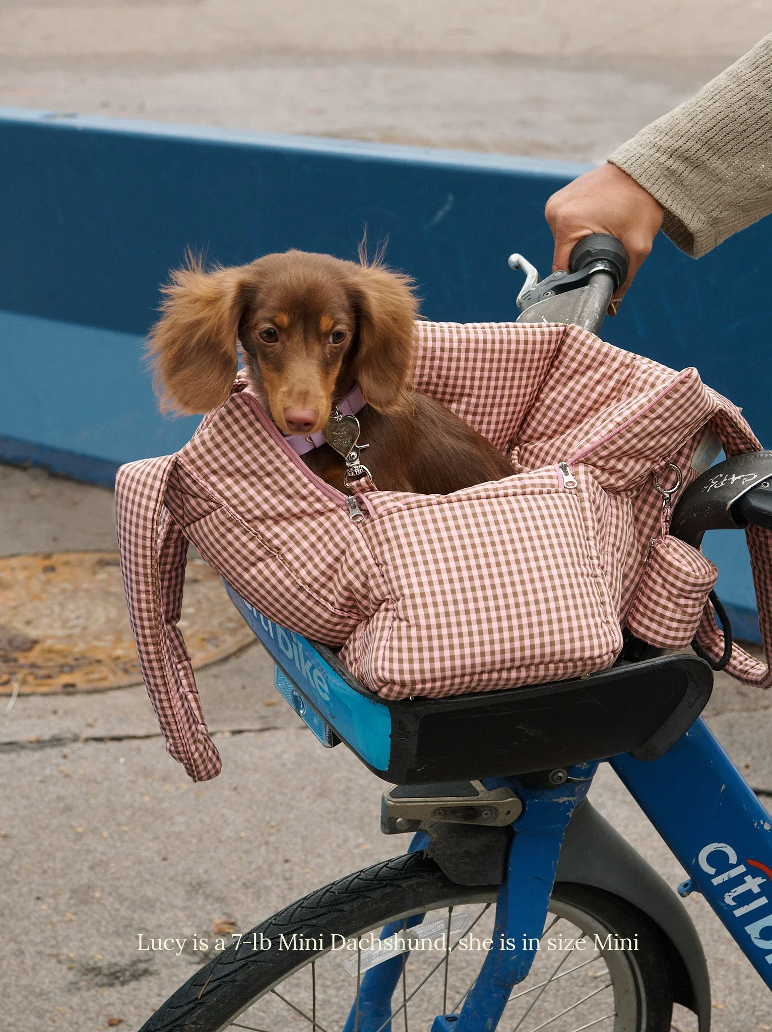 The Little Beast Carrier - RiRi
