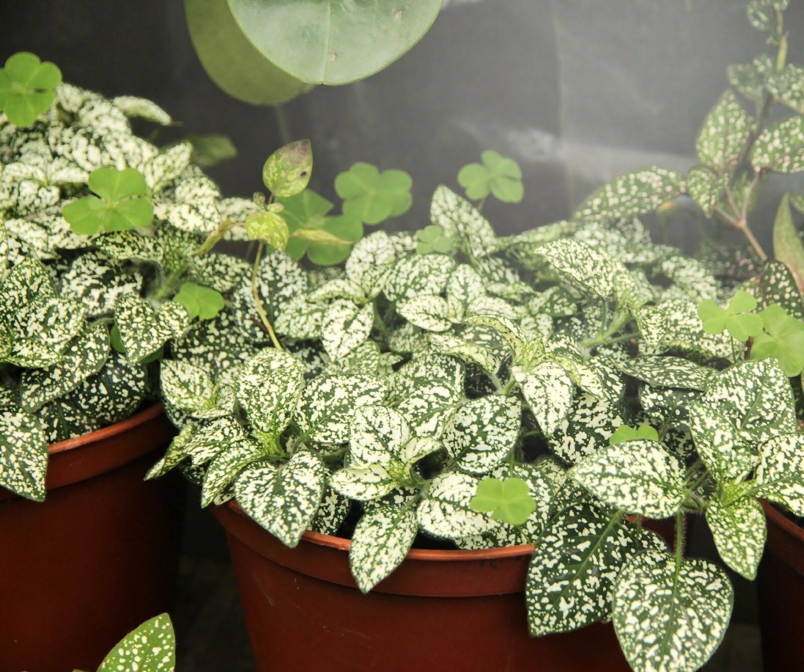 Miracle LED Commercial Hydroponic Ultra Grow Lite - Replaces Up to 150W - Daylig