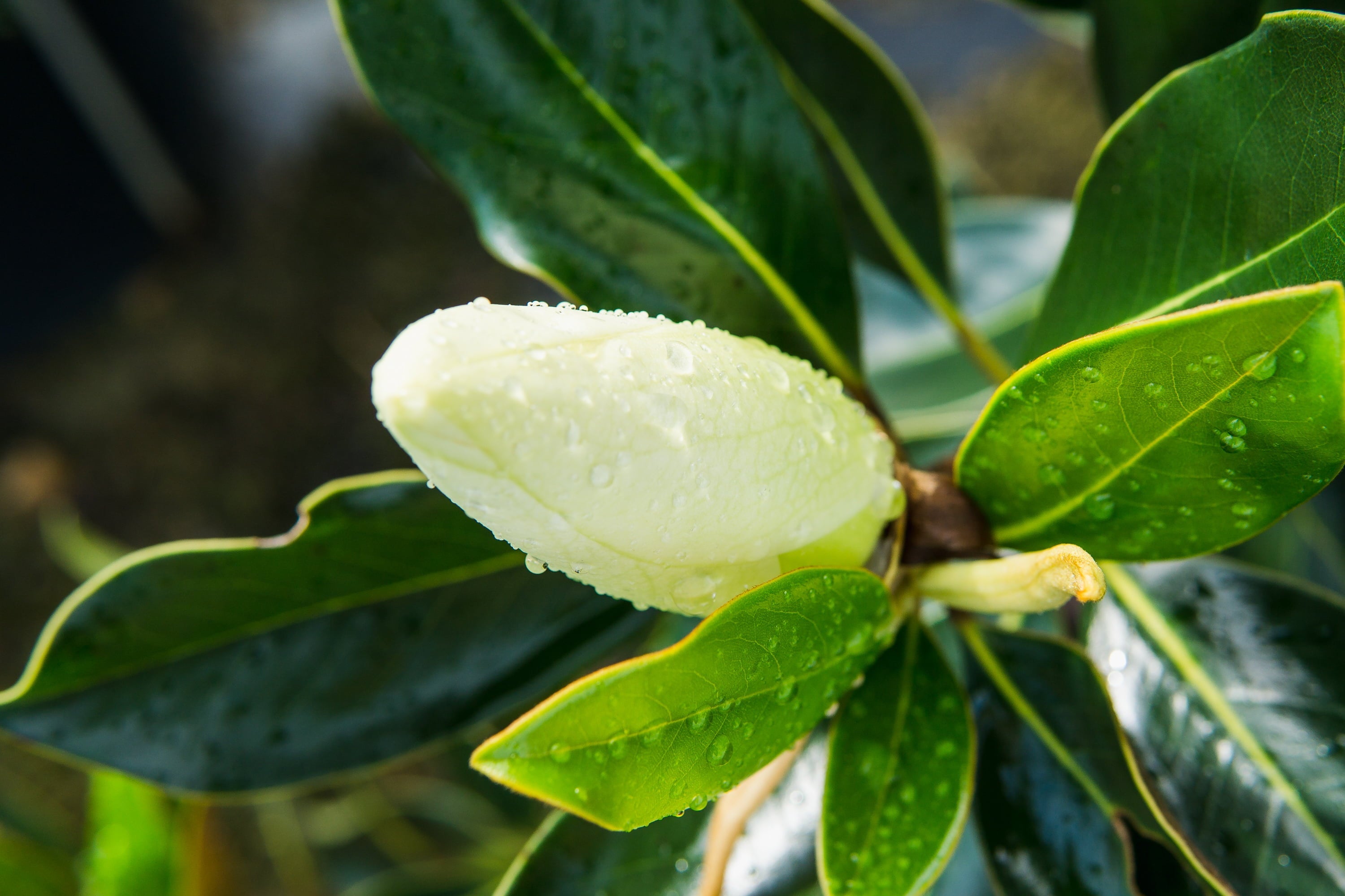 3 Gal. Little Gem Magnolia – Fragrant White Flowers – Attractive Evergreen Foliage