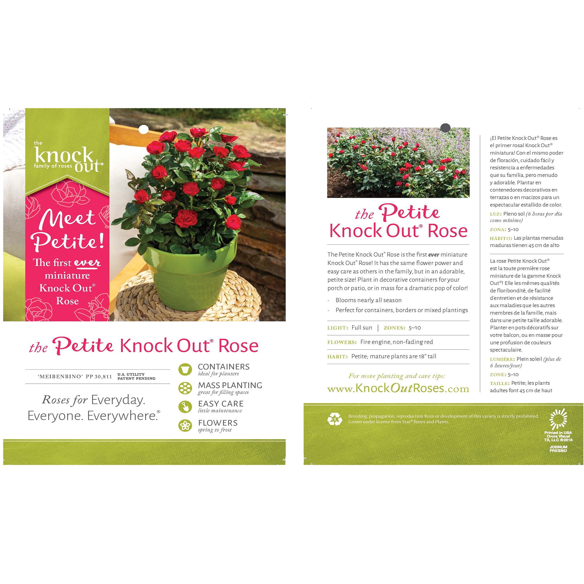 The Petite Knock Out Rose Plant with Fire Engine Red, Non Fading Blooms (2 Quart)