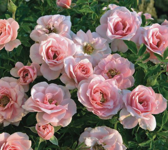 Bareroot Sunblaze? Sweet Miniature Rose with Light Pink Flowers - Live Plants - 2 Piece