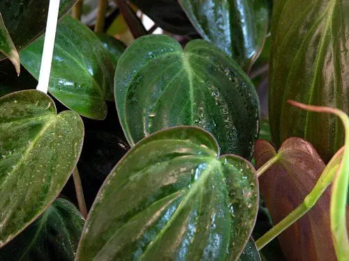 Rare Velvet Leaf Bronze Micans Vine – Philodendron – Easy to Grow – 4