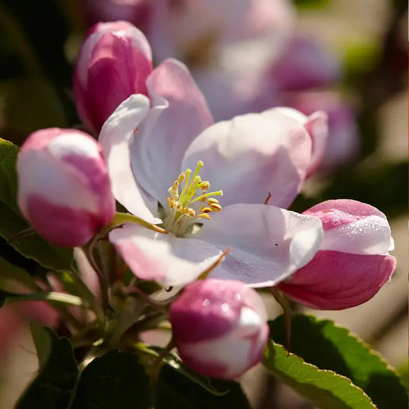 Winesap Apple Tree – Rich Spicy Heritage Apple
