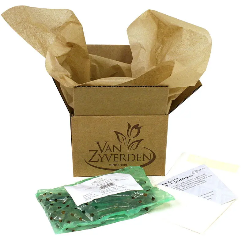 Van Zyverden Four O Clock’s Mirabilis Jalapa Mixed Set of 9 Bulbs Part Sun