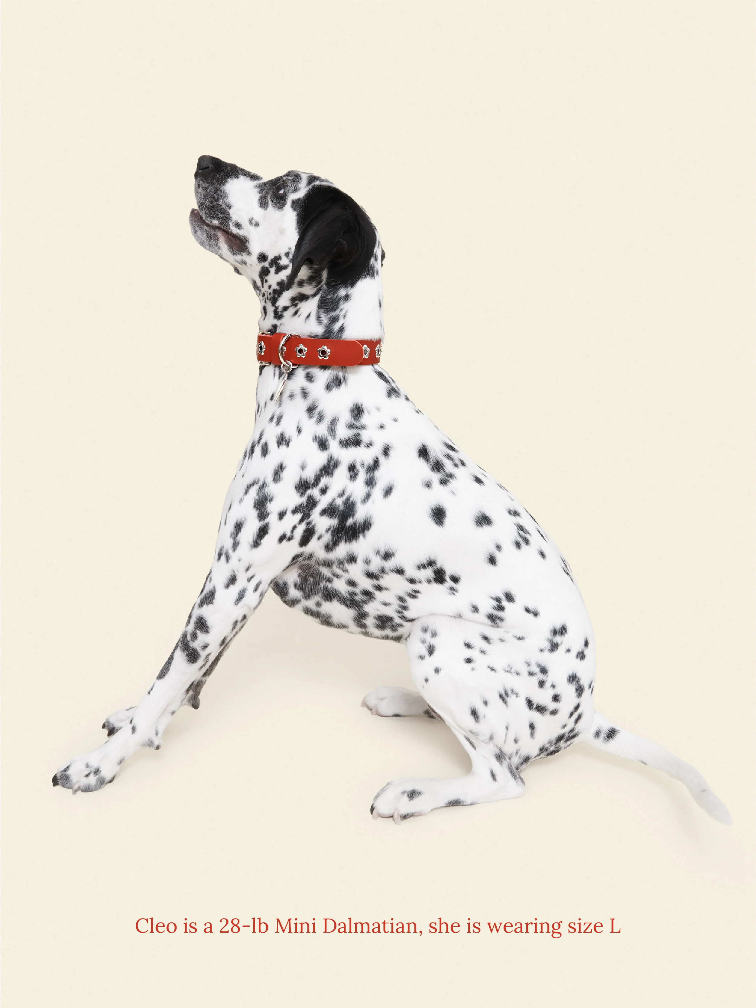 Ruby - Flower Power Collar