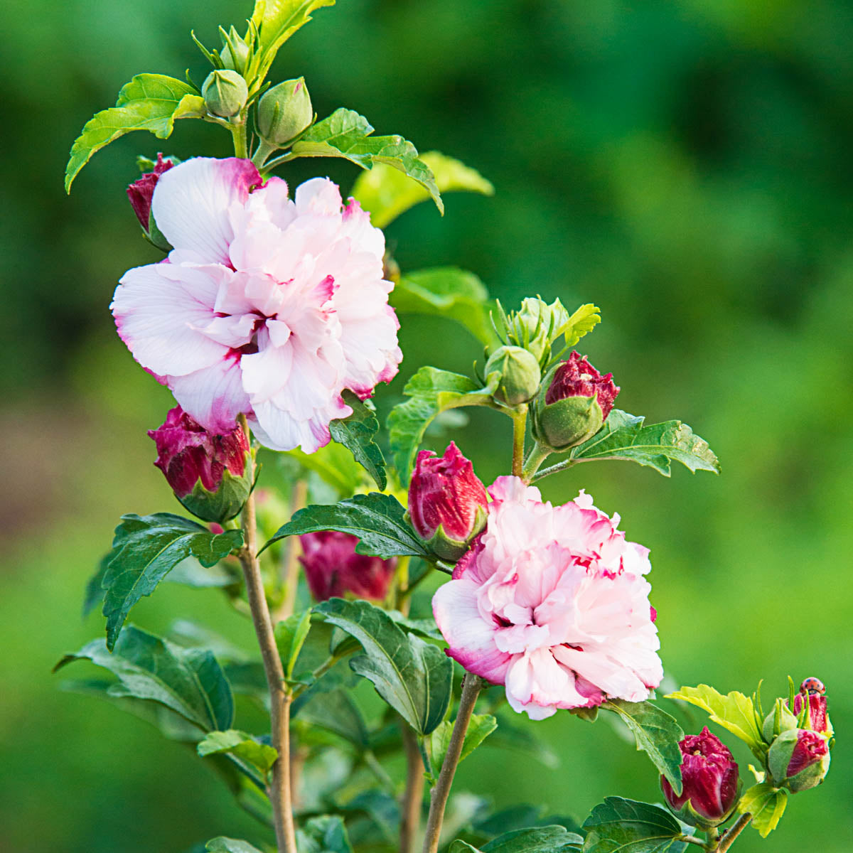 Strawberry Smoothie Rose of Sharon Althea Deciduous Flowering Shrub, grown in a 2.25 Gallon Pot (1-Pack)