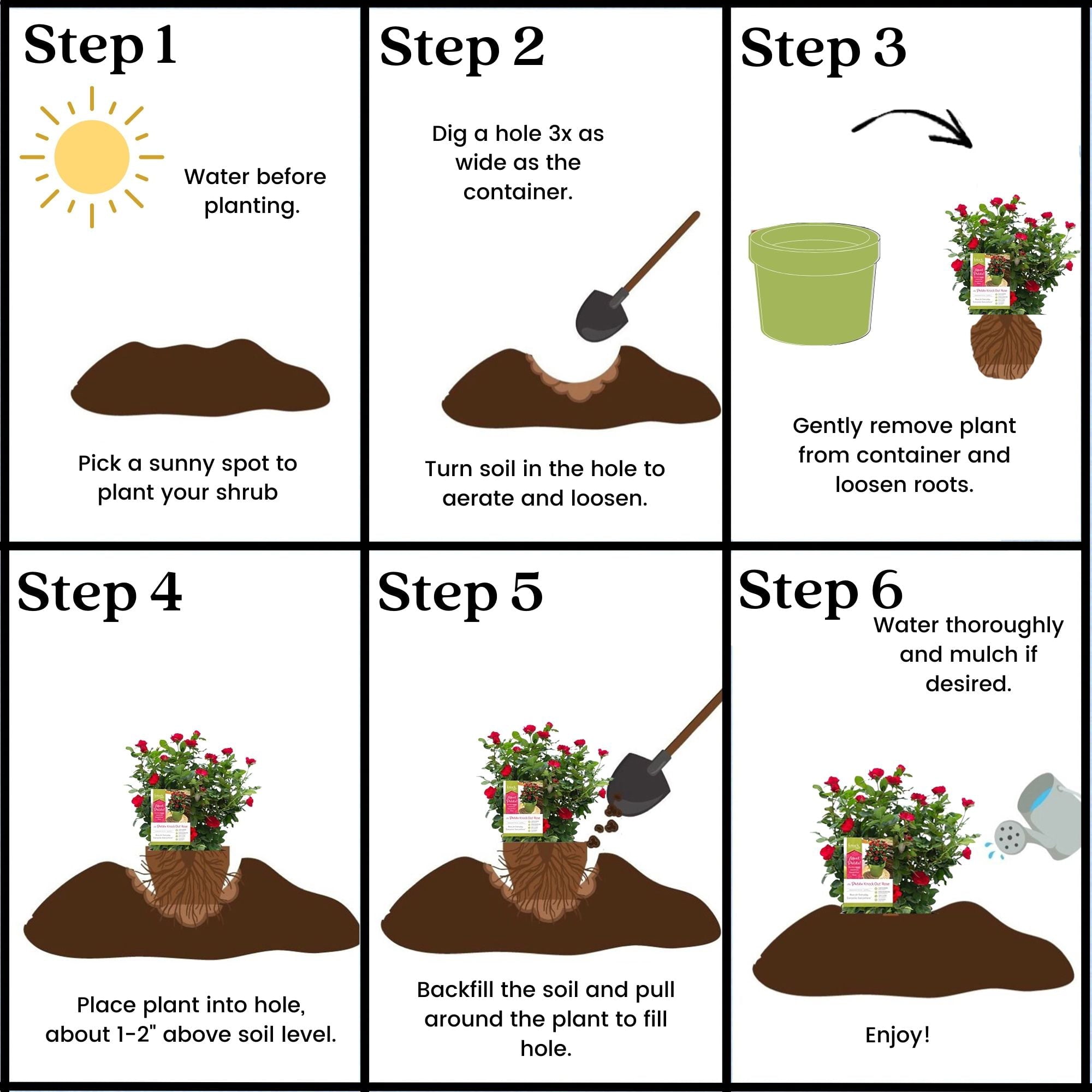 The Petite Knock Out Rose Plant with Fire Engine Red, Non Fading Blooms (2 Quart)