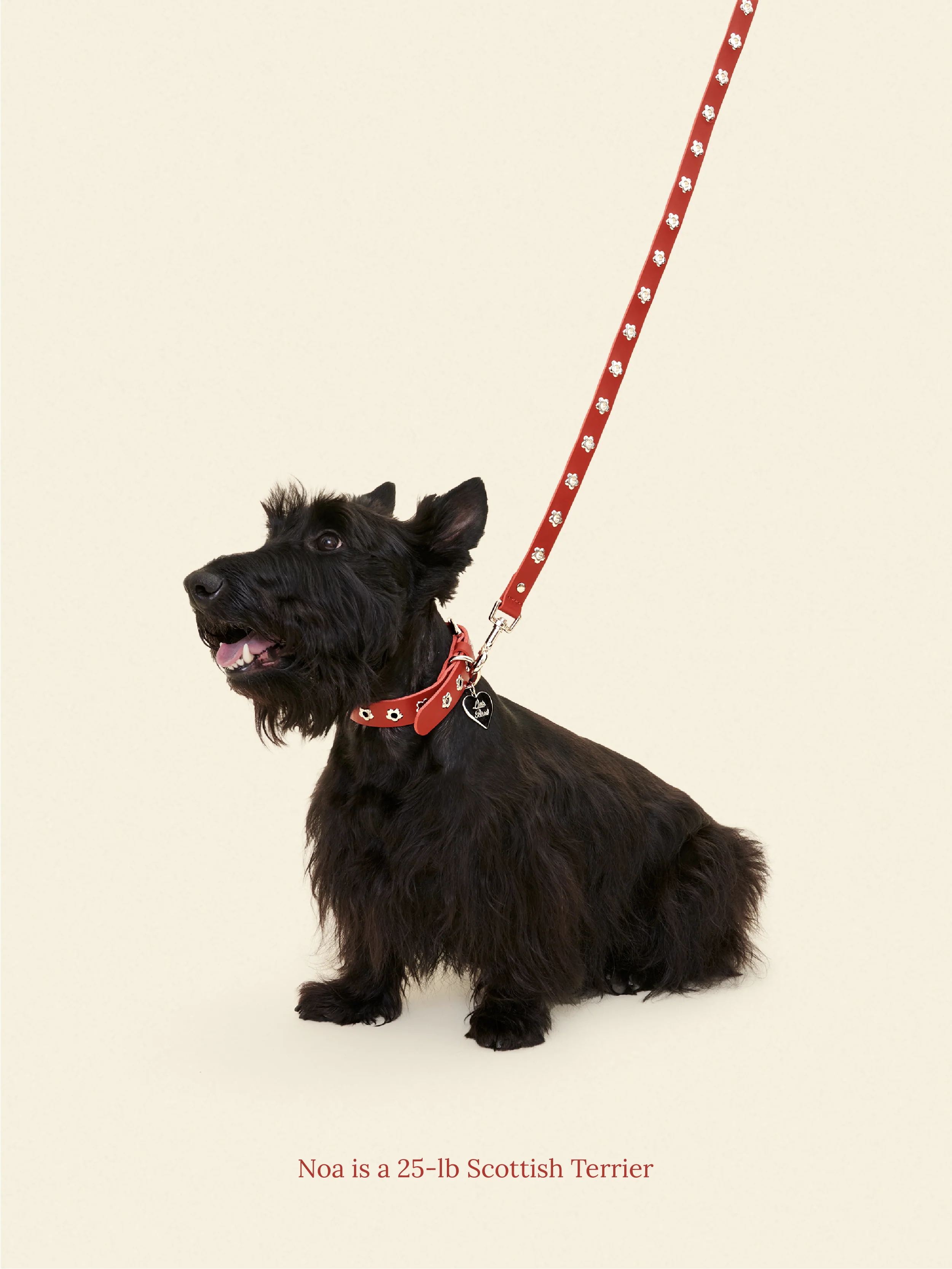 Ruby - Flower Power Leash