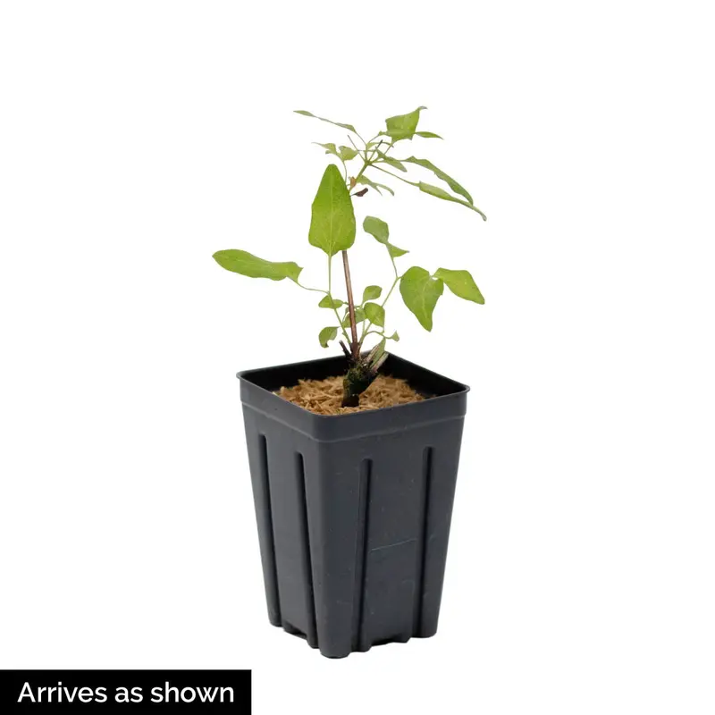 Sarah Elizabeth Clematis Vine, Bare Root Starter Perennial Plant (1-Pack)