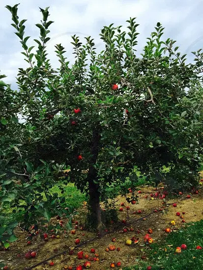 Red Delicious Apple Tree – Sweet Crisp Cultivar