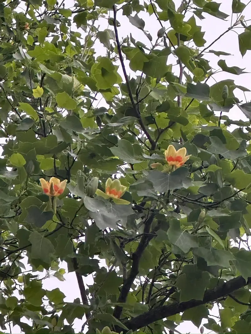 Silver Maple – Rapid-Growth Shade Tree with Silvery Undersides