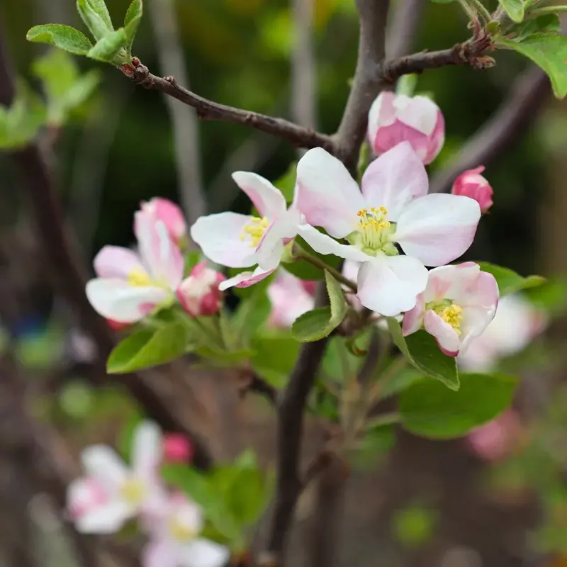 Red Delicious Apple Tree – Sweet Crisp Cultivar
