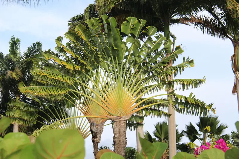 Traveler’s Palm – Live Plant in a 3 Gallon Growers Pot – Ravenala Madagascariensis – Extremely Rare Ornamental Palms of Florida